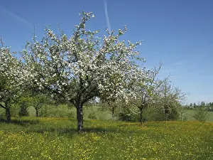 Lake Constance Region Prints: A blooming fruit tree, apple tree