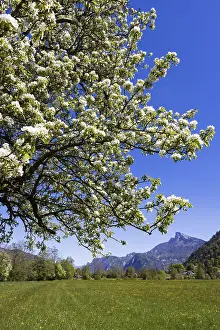 Upper Austria Landscape Prints: Blooming fruit tree with Schafberg