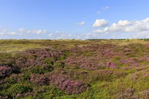 Amrum Island Landscape Prints: Blooming heath landscape on Amrum Island