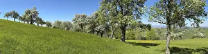 Deciduous Fruit Trees Prints: Blooming pear trees, fruit trees