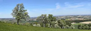 European Deciduous Trees Prints: Blooming pear trees, fruit trees