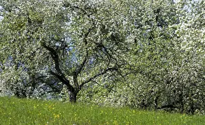 Deciduous Tree Cultivation Prints: Blooming pear trees, fruit trees