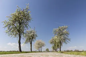 Brandenburg State Landscapes Prints: Blooming pear trees (Pyrus) and paved road