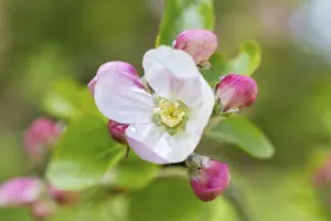 Central European Orchard Trees Prints: Blossom apple tree, Germany
