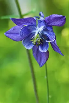 Iridaceae Plant Prints: Blossom of an iris