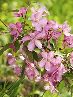Apple Blossoms Prints: Blossoming apple