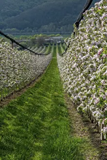 Springtime Agriculture Prints: Blossoming apple orchard in the spring