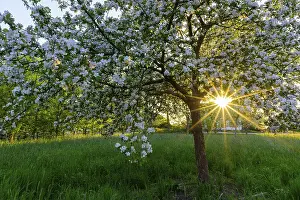 Atmospheric Evening Shots Prints: Blossoming apple tree in the evening light