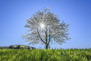 Uninhabited European Landscape Prints: Blossoming cherry tree with sun in spring