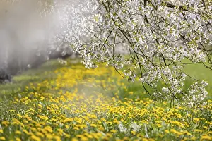 Blossoming Cherry Trees Prints: Blossoming cherry trees in spring