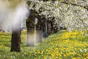 Colorful Meadow Flowers Prints: Blossoming cherry trees in spring