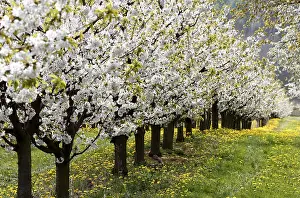 Deserted Orchard Scene Prints: Blossoming cherry trees, Thuringia