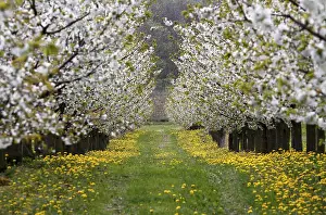 Cherry Blossom Season Prints: Blossoming cherry trees, Thuringia