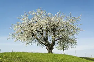 Deserted Orchard Scene Prints: Blossoming fruit tree in spring