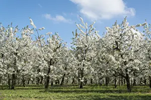 Deciduous Tree Close Up Prints: Blossoming fruit trees in spring