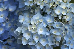 Hydrangea Blossom Prints: Blossoming Hydrangea (Hydrangea sp)