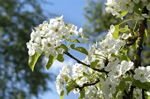 Springtime Nature Photos Prints: Blossoming pear tree