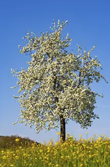 Blossoming Pear Tree Prints: Blossoming pear tree, fruit tree