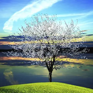 Deserted Evening Scene Prints: Blossoming tree at sunset