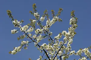Springtime Flowering Trees Prints: Blossoms on a cherry tree