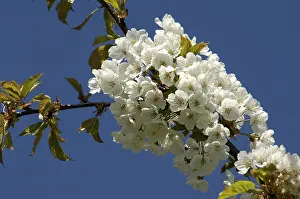 Cherry Blossom Prints: Blossoms on a cherry tree