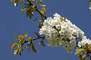 White Blooms Prints: Blossoms on a cherry tree