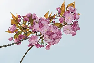 Spring Flowering Trees Prints: Blossoms of a cherry tree