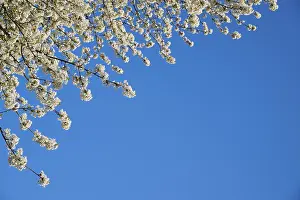 German Nature Scene Prints: Blossoms, cherry tree, spring, Preunschen
