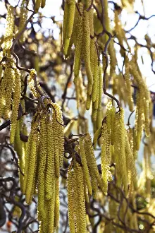 Blossoming Nature Scenes Prints: The blossoms of a hazel in spring
