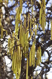Springtime Blooms Prints: The blossoms of a hazel in spring