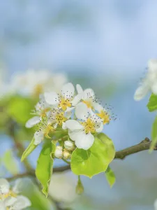 Deciduous Tree Photos Prints: Blossoms of a pear (Pyrus), fruit tree