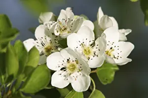Spring Flowering Trees Prints: Blossoms of a pear tree