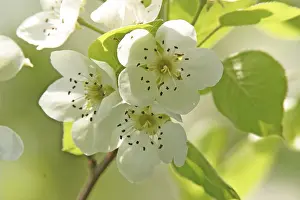 Pollination Process Prints: Blossoms of a pear tree