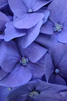 Hydrangea Macrophylla Prints: Blue bigleaf hydrangea (Hydrangea macrophylla)