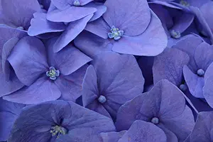 Hydrangea Macrophylla Prints: Blue bigleaf hydrangea (Hydrangea macrophylla)