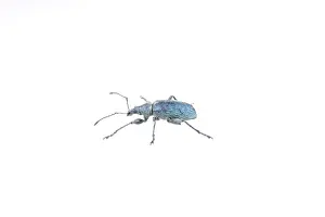 Beetle Insect Photography Prints: Blue bug isolated on a white background