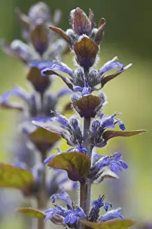 Blue Bugle Plant Prints: Blue bugle, Bugleherb, Bugleweed
