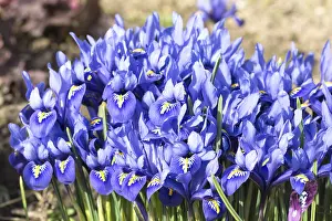 Nature Photography Prints: Blue dwarf iris (Iris reticulata)