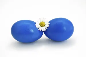 Easter Egg Still Life Photography Prints: Two blue eggs, easter eggs with daisy
