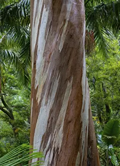 Botanical Garden Portugal Prints: Blue Eucalyptus, also Common Eucalyptus