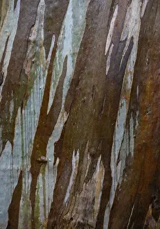Botanical Garden Portugal Prints: Blue Eucalyptus, also Common Eucalyptus