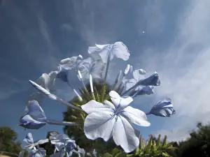 Nature Photography Flowers Prints: Blue flower