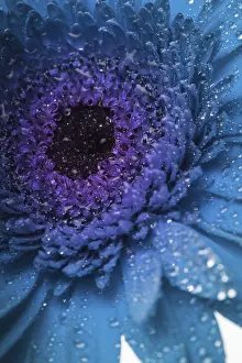 Common Daisy Plant Prints: Blue gerbera with macro drops as a background