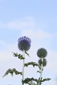 North Rhine Westphalia Garden Prints: Blue globe thistle (Echinops ritro)