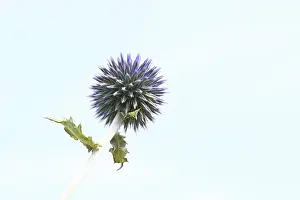Blue Globe Thistle Prints: Blue globe thistle (Echinops ritro)