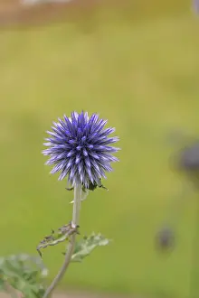 Central Europe Exterior View Prints: Blue globe thistle (Echinops ritro)