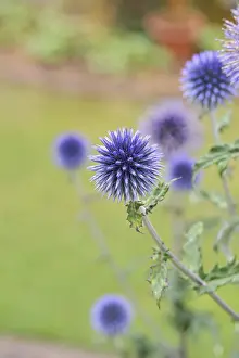 Deserted Blue Flowers Prints: Blue globe thistle (Echinops ritro)