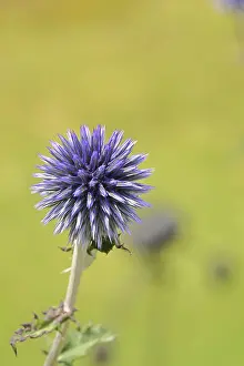 North Rhine Westphalia Garden Prints: Blue globe thistle (Echinops ritro)