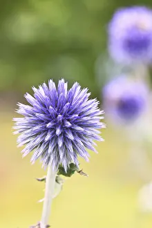 Blue Globe Thistle Prints: Blue globe thistle (Echinops ritro)