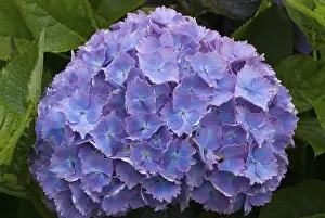 Nature Flowering Plants Prints: Blue hortensia (Hydrangea)